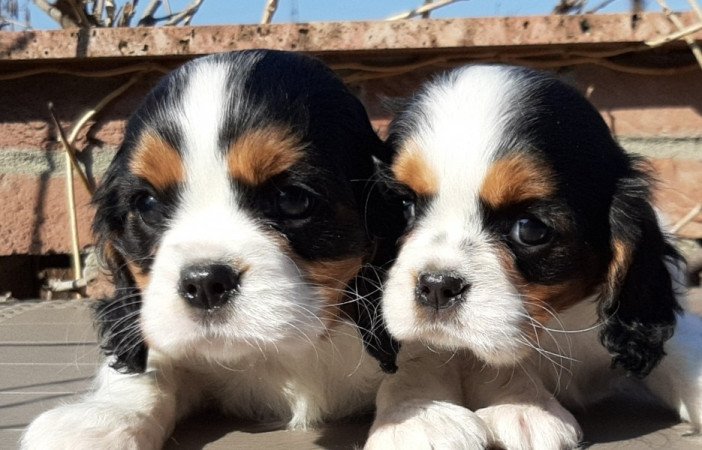 Cavalier King Charles spániel