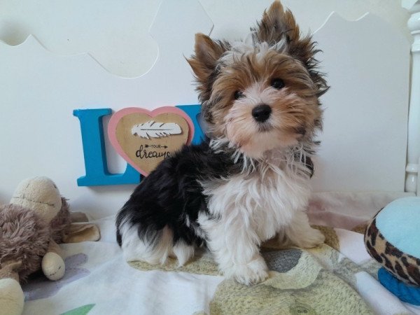 Biewer Yorkshire terrier