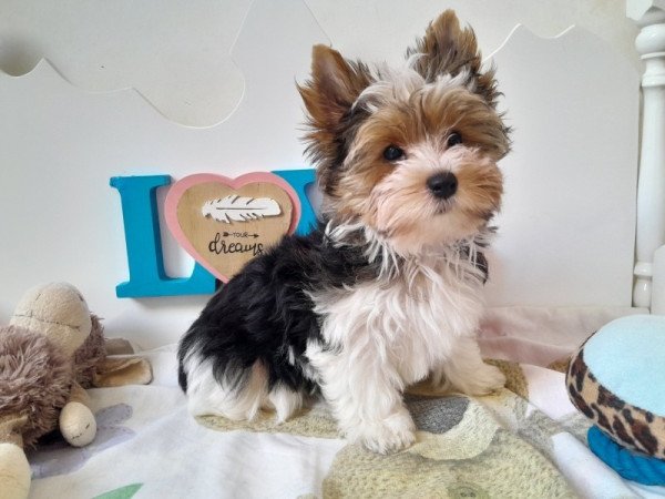 Biewer Yorkshire terrier