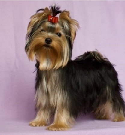 Yorkshire terrier