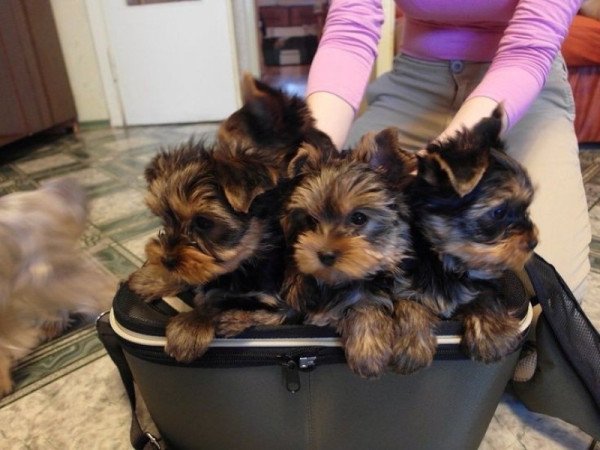 Yorkshire terrier