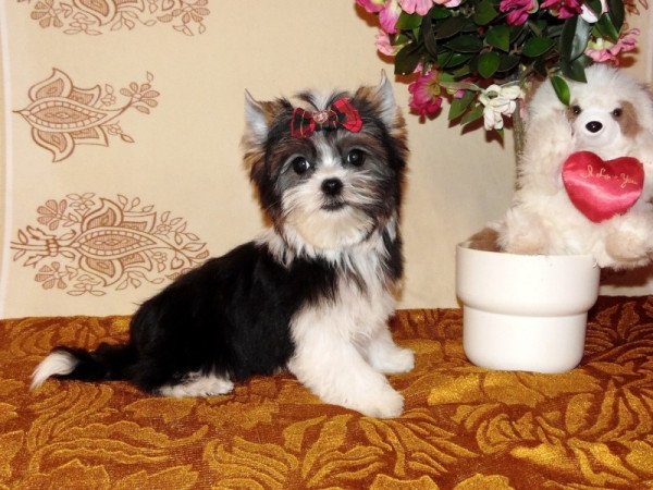 Biewer Yorkshire Terrier Yorki