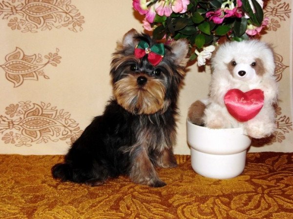 Yorkshire Terrier, Yorki