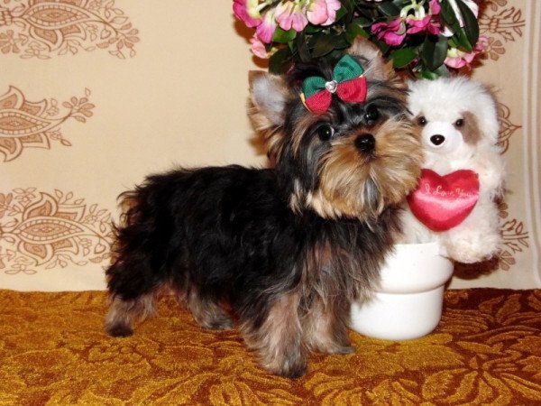 Yorkshire Terrier, Yorki