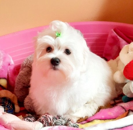 Bichon Havanese