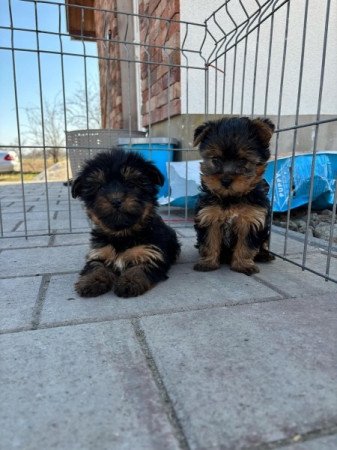 Yorkshire terrier