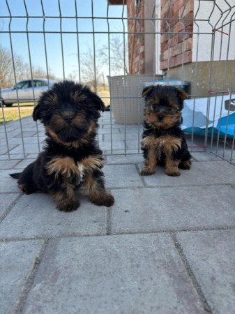 Yorkshire terrier