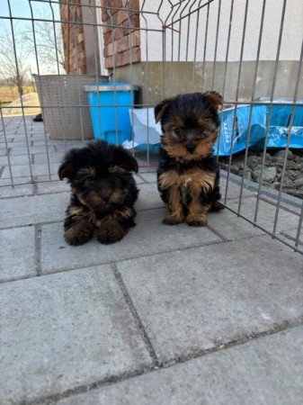 Yorkshire terrier