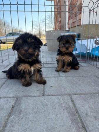 Yorkshire terrier