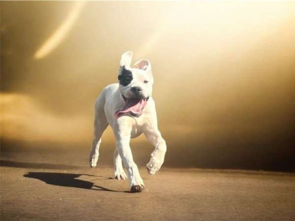 Dogo argentino