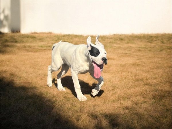 Dogo argentino