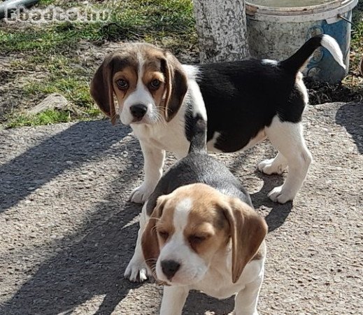 Beagle kis kutyák