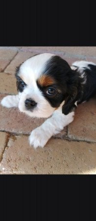 Cavalier King Chales spániel