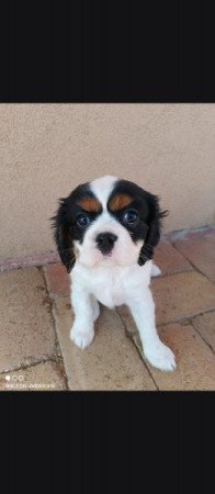 Cavalier King Chales spániel