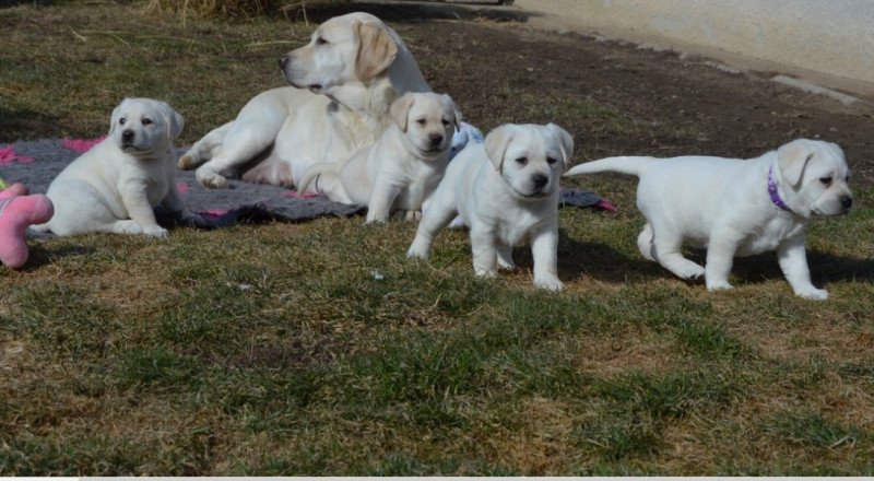 labrador retriever