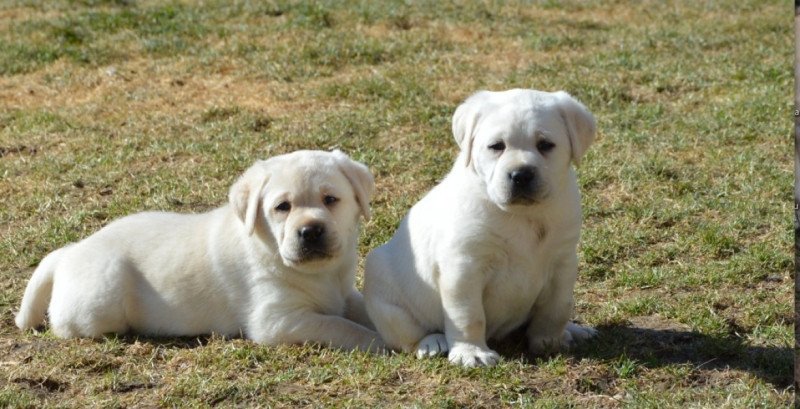 labrador retriever