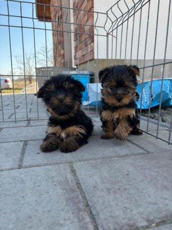 Yorkshire terrier