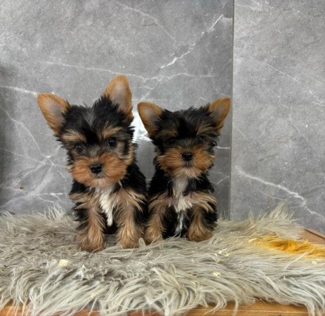 Yorkshire terrier