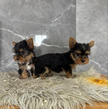 Yorkshire terrier