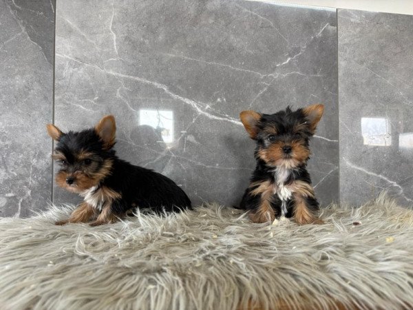 Yorkshire terrier