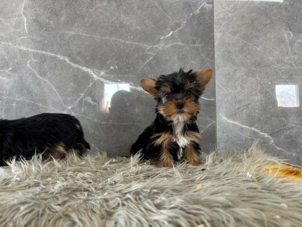 Yorkshire terrier