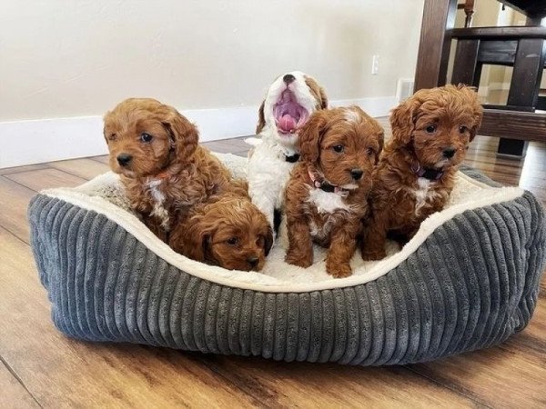 cavapoo kölykök