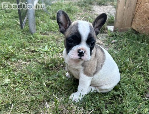 Eladó Francia bulldog kiskutyák