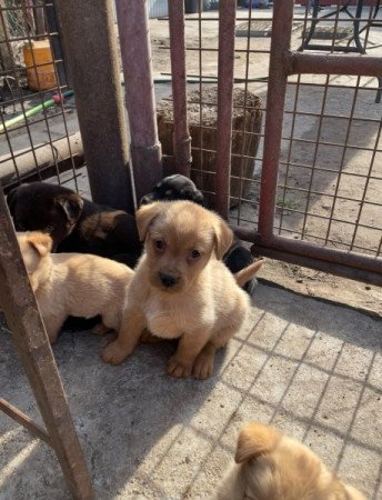 Labrador retriever