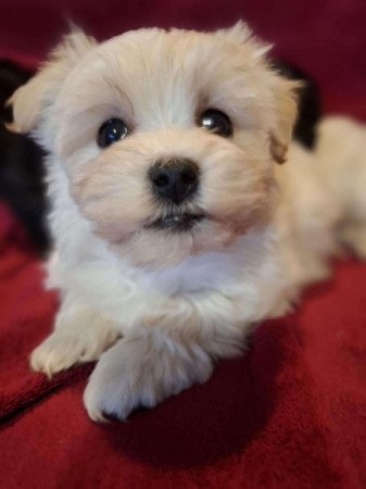 Bichon Havanese