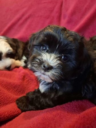 Bichon Havanese