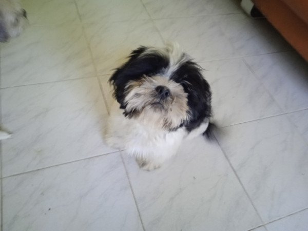 shi tzu