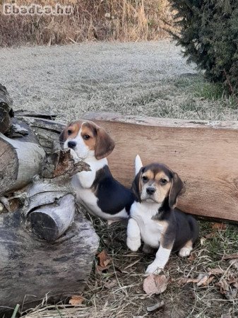 eladó beagle kiskutyák