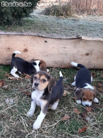 eladó beagle kiskutyák