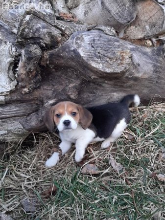 eladó beagle kiskutyák