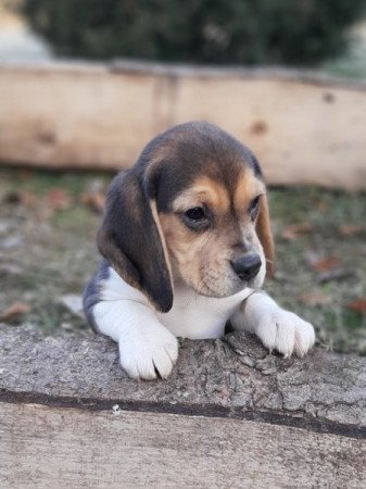 beagle