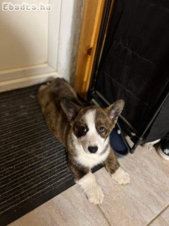 Eladó Welsh Corgi Fajtajellegű