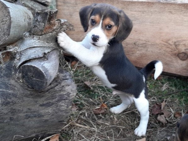 beagle