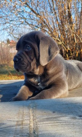 blue cane corso eladó