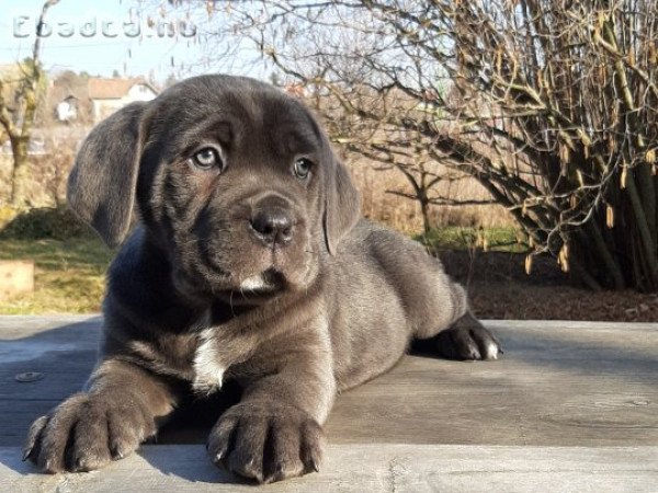 blue cane corso eladó