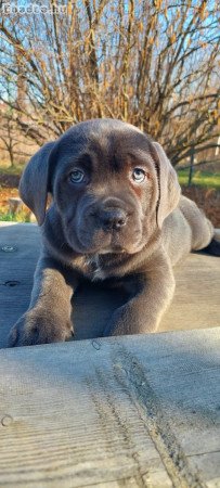 blue cane corso eladó