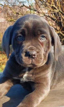 Cane Corso