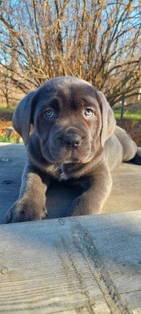 Cane Corso