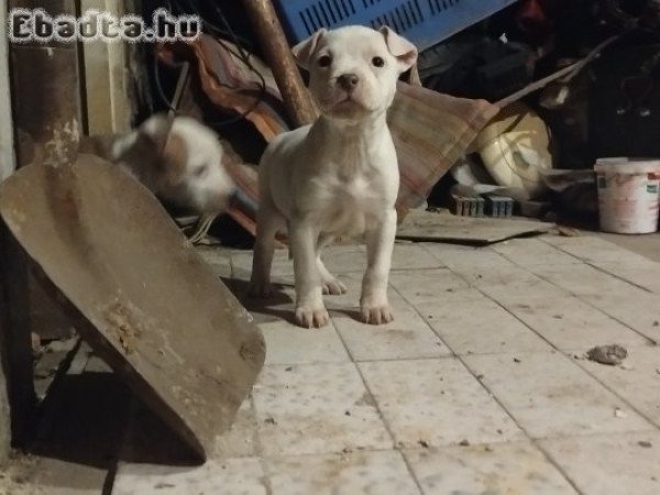 Staffordshire terrier kölykök