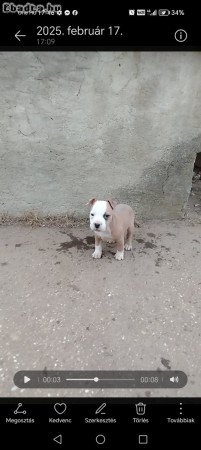 Staffordshire terrier kölykök