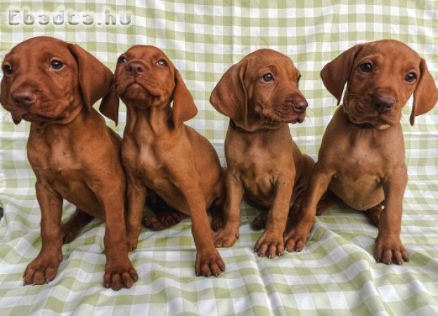 Fajtatiszta magyar vizsla kölykök