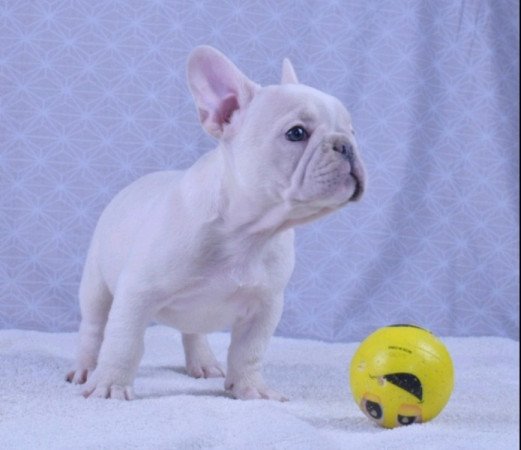 francia bulldog