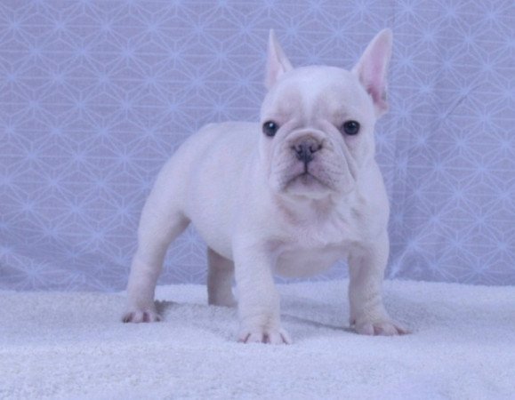 francia bulldog