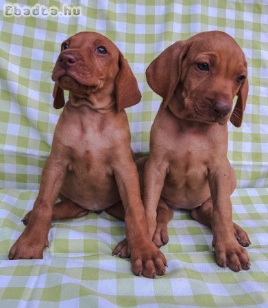 Fajtatiszta magyar vizsla kölykök