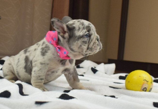 francia bulldog