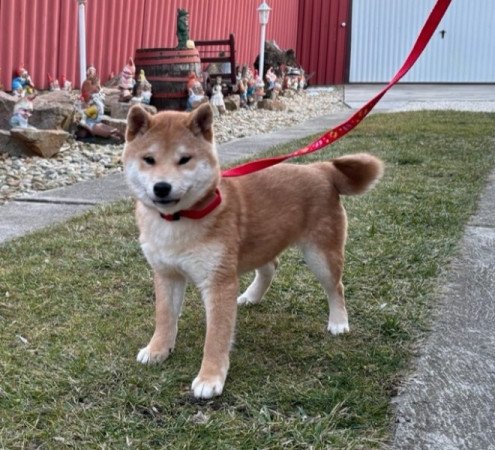 Shiba inu